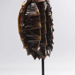 Fashion Decofiguur Schildpad 53cm Opbergers|Woondecoratie