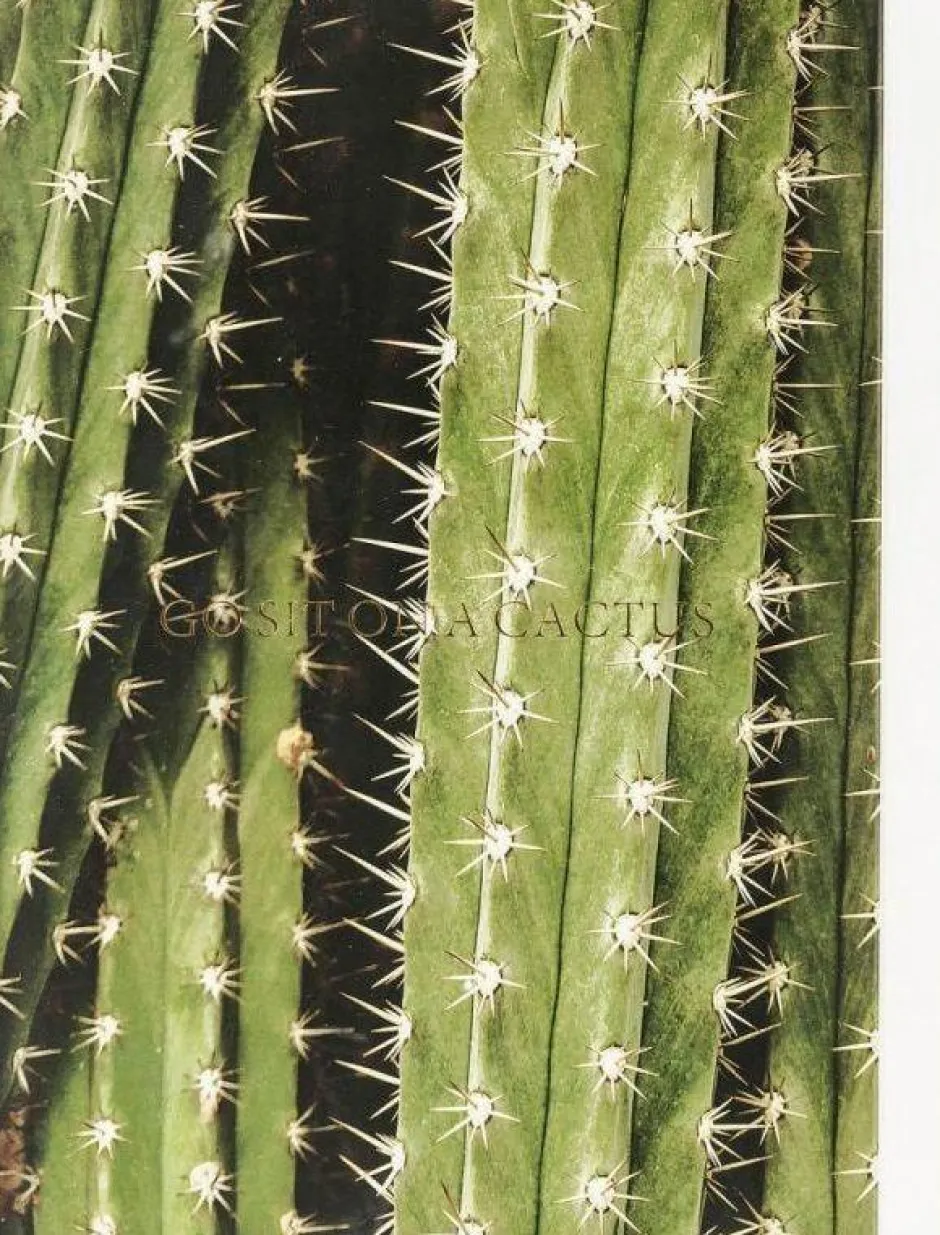 Best Fotolijst Cactus 45x33cm Wanddecoratie|Kasten