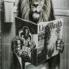 Hot Glasschilderij Bath Lion 60x80cm Wanddecoratie