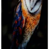 Flash Sale Glasschilderij Cute Owl 120x80cm Wanddecoratie|Kasten