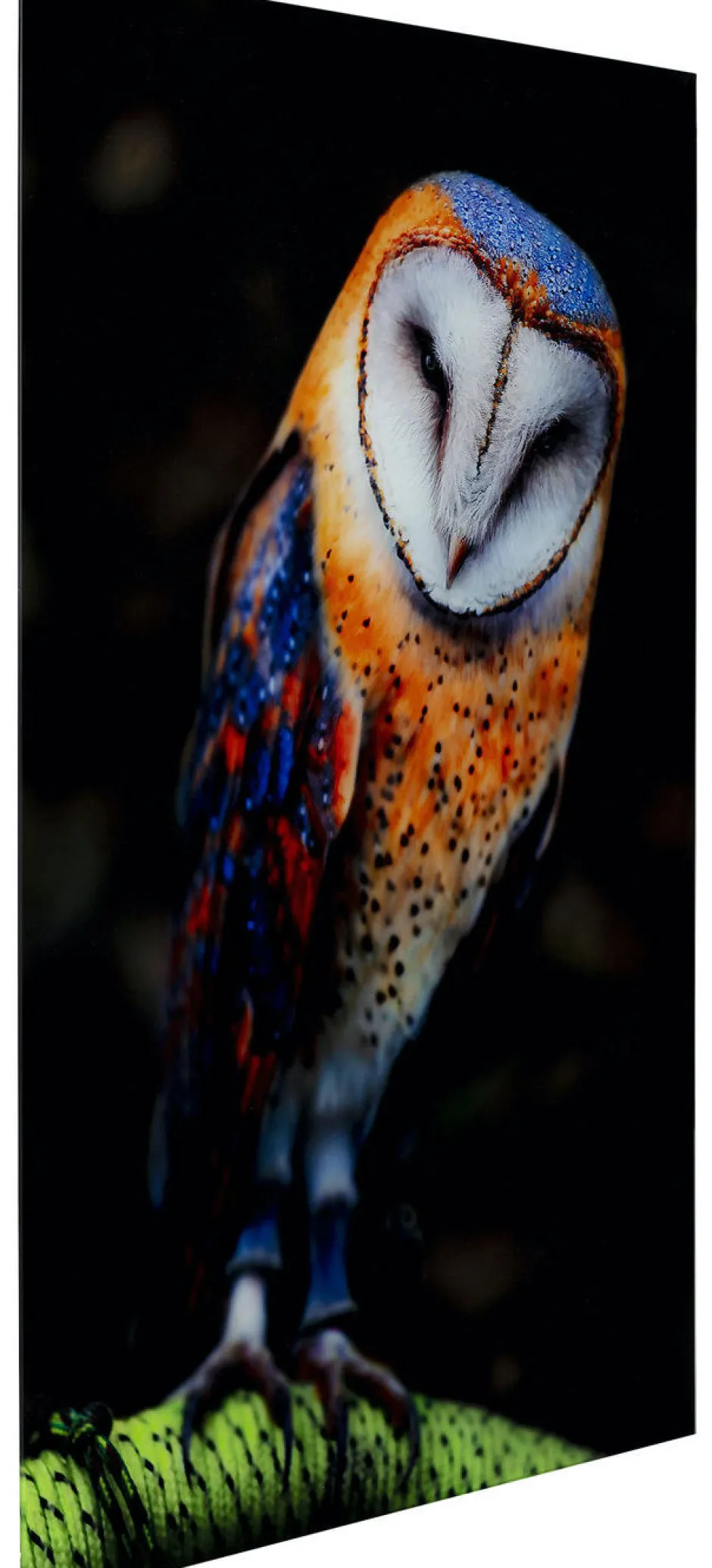 Flash Sale Glasschilderij Cute Owl 120x80cm Wanddecoratie|Kasten