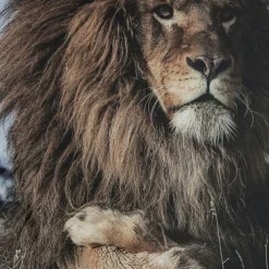 Hot Glasschilderij Proud Lion 180x120cm Wanddecoratie|Kasten