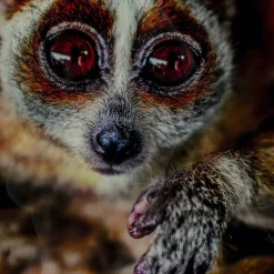 Best Glasschilderij Slow Loris 80x120cm Wanddecoratie|Kasten