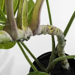 Online Kunstplant Monstera 110cm Woondecoratie|Kasten