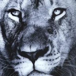 Store Wandfoto Glass Lion King Lying 120x160cm Wanddecoratie|Kasten